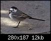 Toulouse_-_White_Wagtail_-_2012-02-23_-_02.jpg‏