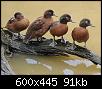 birds-that-cant-fly_25_7_1618923766.jpg‏