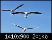 صور-طيور-النورس-اجمل-خلفيات-طائر-النورس-HD-4.jpg‏